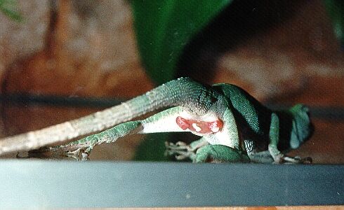 sichtbarer Hemipenis nach Paarung